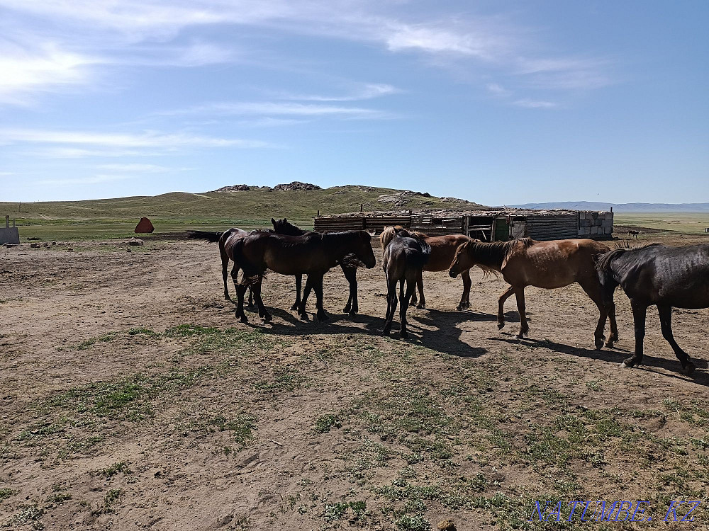 Kunan taylar satam 10 bass sell horses Нуркен - photo 2