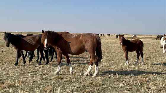 Продаю 150 голов скота (лошади и коровы) аулекольская порода Qaskeleng