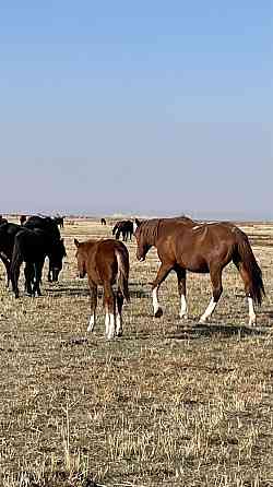 Продаю 150 голов скота (лошади и коровы) аулекольская порода  Қаскелең 