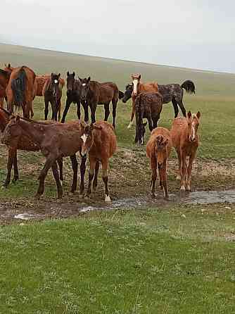 Продаю 150 голов скота (лошади и коровы) аулекольская порода  Қаскелең 