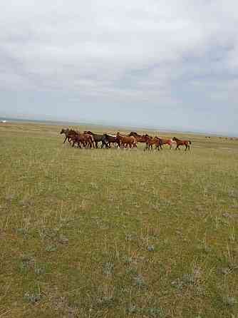 Продаю 150 голов скота (лошади и коровы) аулекольская порода Qaskeleng