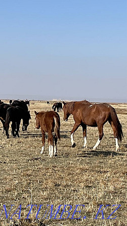 Продаю 150 голов скота (лошади и коровы) аулекольская порода Каскелен - изображение 5