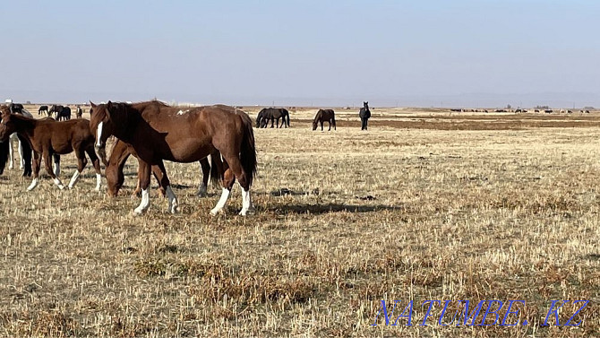 Продаю 150 голов скота (лошади и коровы) аулекольская порода Каскелен - изображение 6