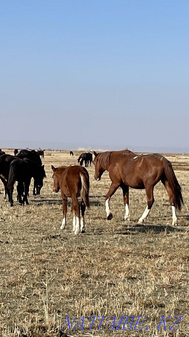 Продаю 150 голов скота (лошади и коровы) аулекольская порода Каскелен - изображение 5