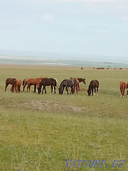 Продаю 150 голов скота (лошади и коровы) аулекольская порода Каскелен - изображение 2