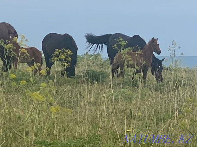 Sell horses with foals Еркин - photo 1
