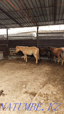 Sell baital, tai, toad?s (horses) Astana - photo 3