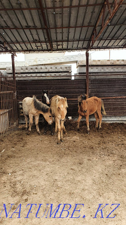 Sell baital, tai, toad?s (horses) Astana - photo 2