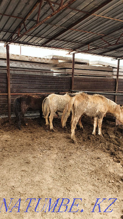 Sell baital, tai, toad?s (horses) Astana - photo 1