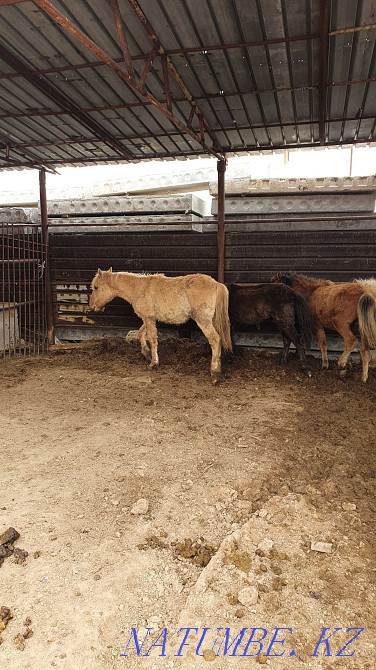 Sell baital, tai, toad?s (horses) Astana - photo 3