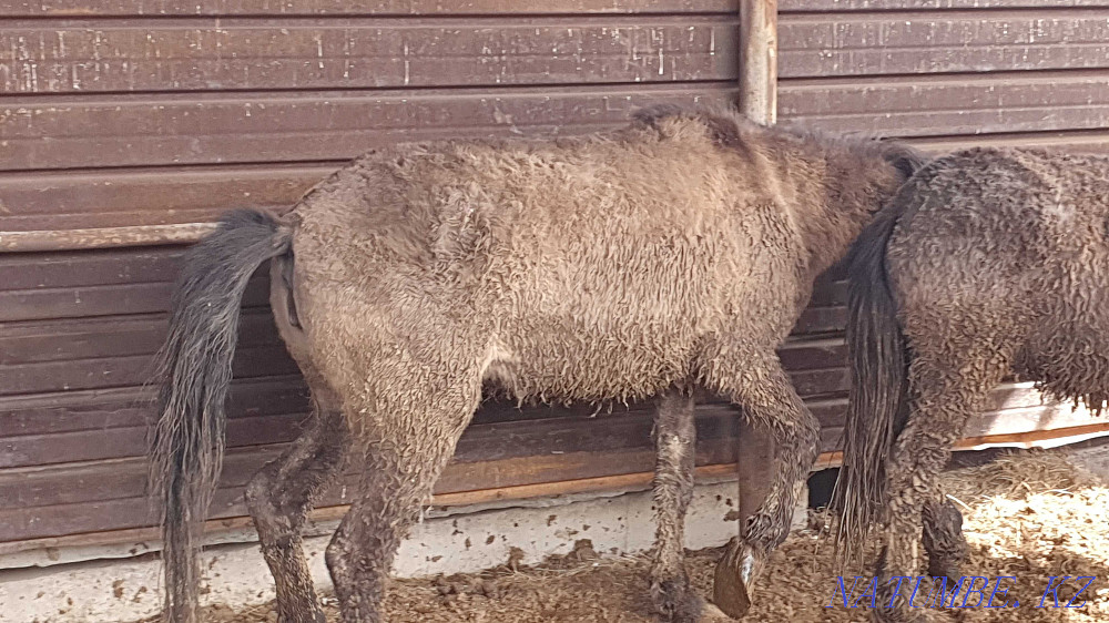 Sell baital, tai, toad?s (horses) Astana - photo 6