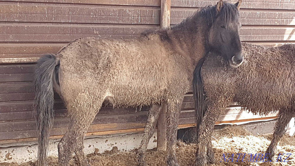 Sell baital, tai, toad?s (horses) Astana - photo 5