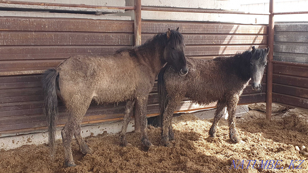 Sell baital, tai, toad?s (horses) Astana - photo 4