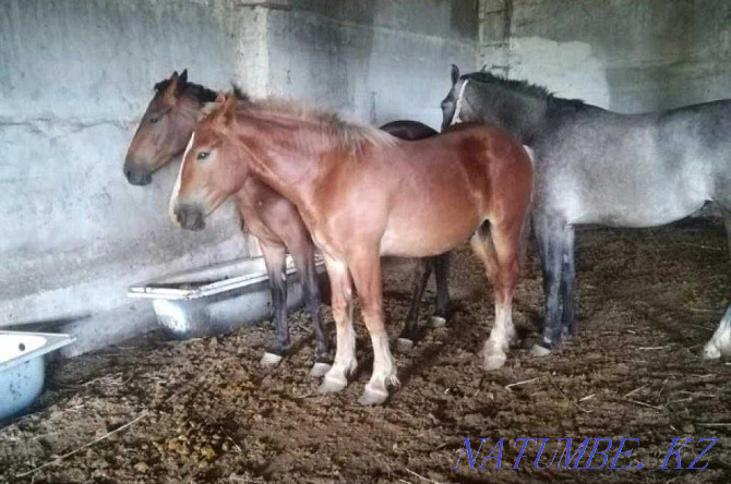 Лошади, жеребцы полуторагодовалые Астана - изображение 1