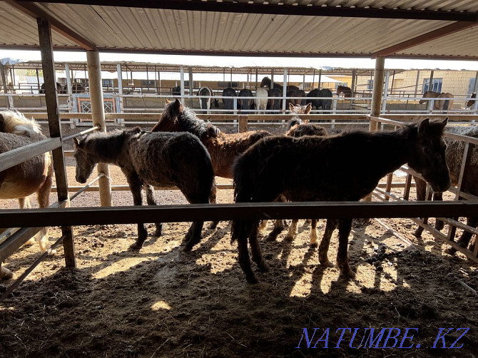 Thai, horses, farm animals Astana - photo 1