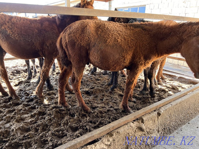 Thai, horses, farm animals Astana - photo 2