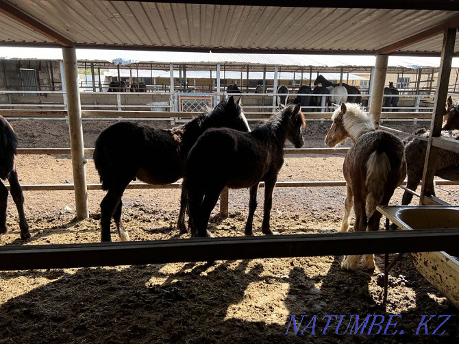 Thai, horses, farm animals Astana - photo 4