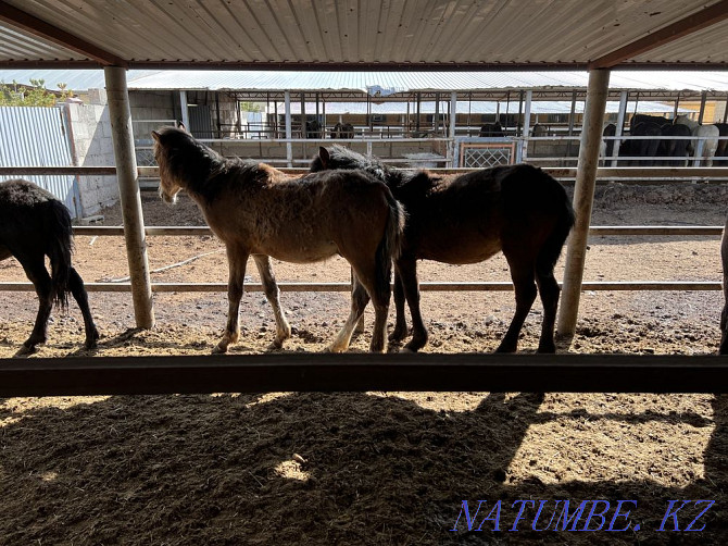 Thai, horses, farm animals Astana - photo 3