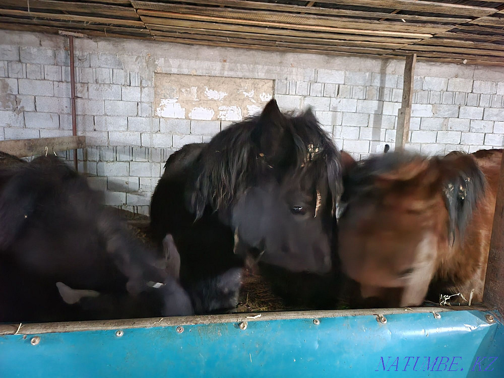 Tai, sogym tailar, semiz, horses, in excellent condition Almaty - photo 3