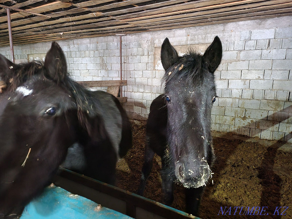 Tai, sogym tailar, semiz, horses, in excellent condition Almaty - photo 2