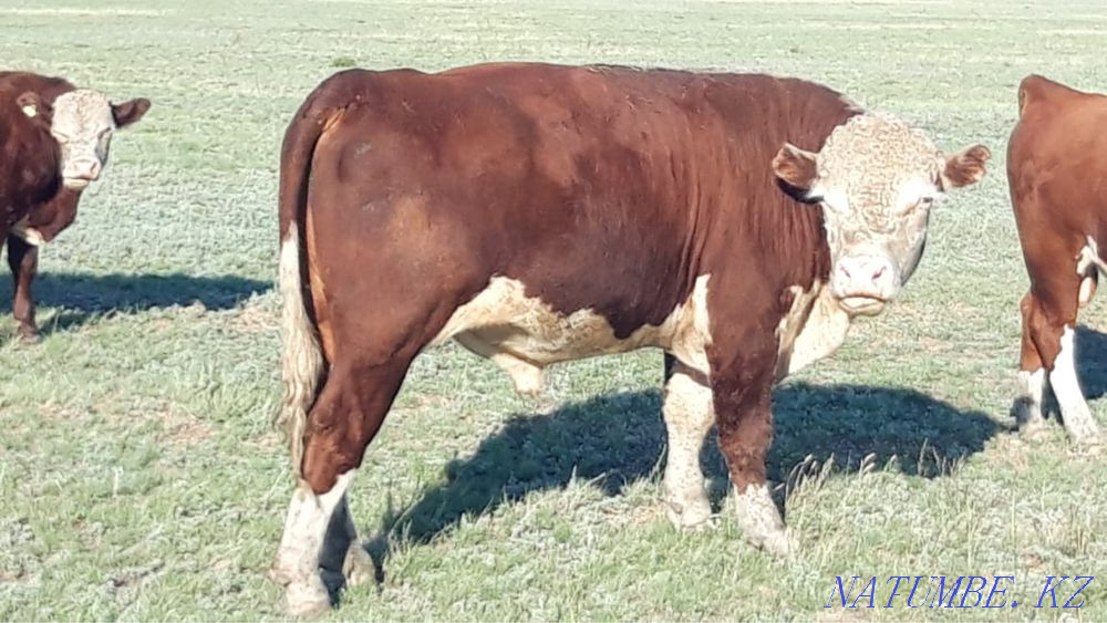 Екі б??а сатамын ба?асы 650000 ,жастары:3 или обмен можна на лошади Экибастуз - изображение 6