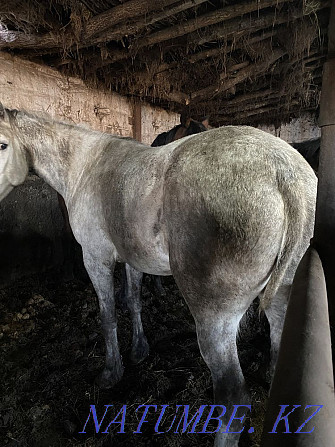 Продам мясо, конина 2500 тг/кг, жирные лошади с откорма, жыл?ы еті  - изображение 4