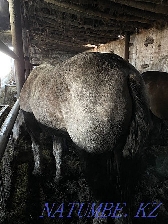 Продам мясо, конина 2500 тг/кг, жирные лошади с откорма, жыл?ы еті  - изображение 6