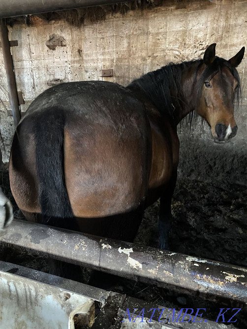 Продам мясо, конина 2500 тг/кг, жирные лошади с откорма, жыл?ы еті  - изображение 1