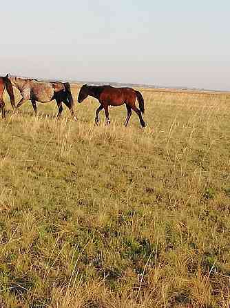 Лошади жабагылар жирные с откорма 1год и 2 года Астана