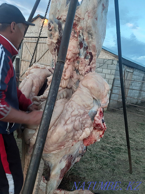 Fat horses for sale, semiz zhylkylar from fattening Astana - photo 1