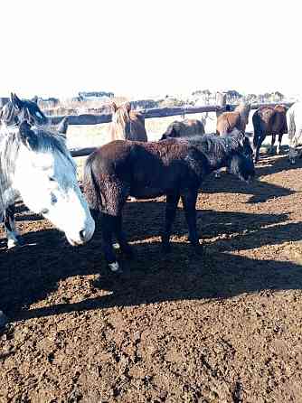 Лошади жеребята жирные с откорма 1 год-300000,2 года -400000, Астана