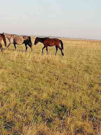 Лошади жеребята жирные с откорма 1 год-300000,2 года -400000, Astana