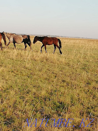 Лошади жеребята жирные с откорма 1 год-300000,2 года -400000, Астана - изображение 1