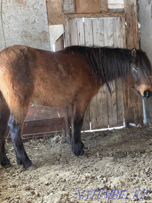 Лошади(6 голов): две кобылы, кобыла с жеребенком, кунан, один тай Астана - изображение 1