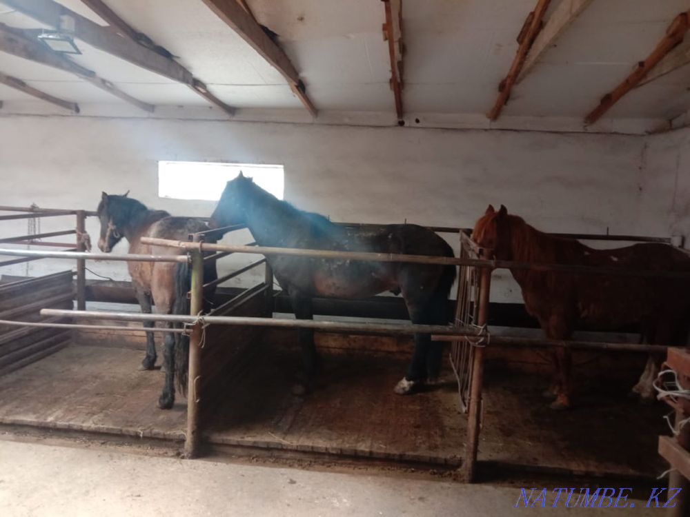 Борда?ыда турган жыл?ы сатылады/ продам лошадей с откорма  - изображение 1