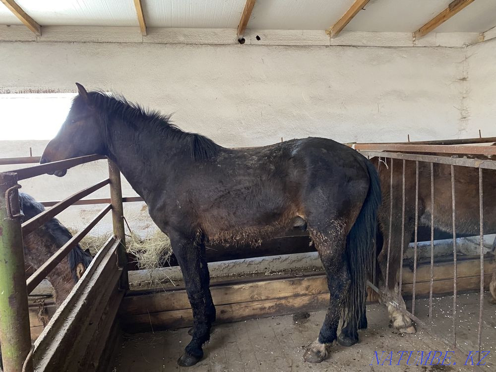 Борда?ыда турган жыл?ы сатылады/ продам лошадей с откорма  - изображение 2