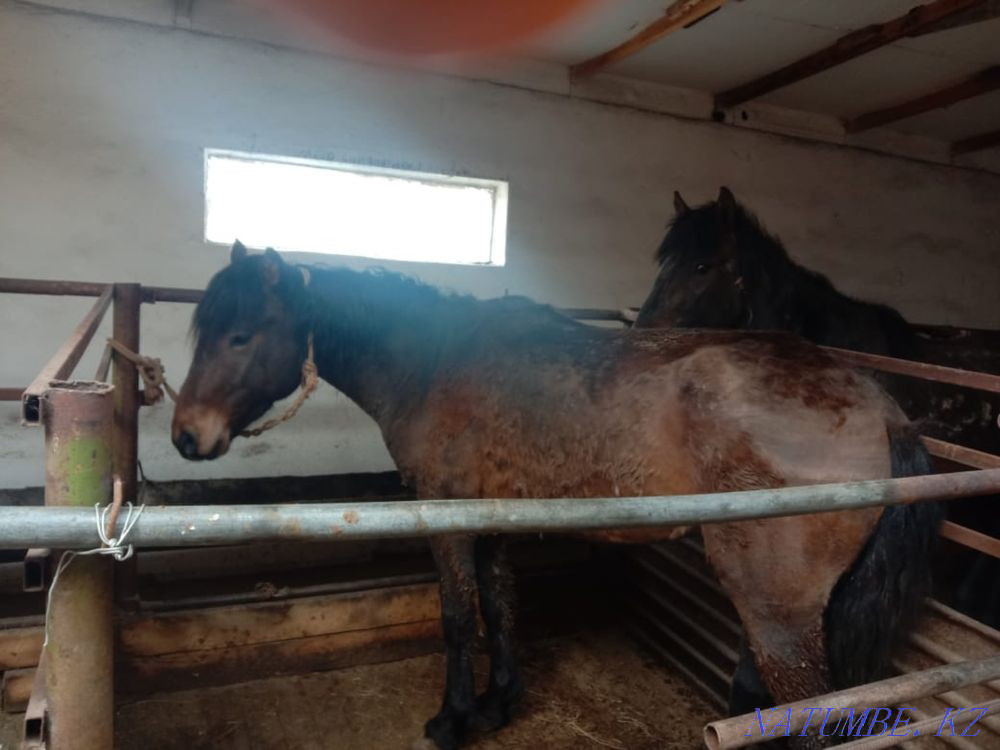 Борда?ыда турган жыл?ы сатылады/ продам лошадей с откорма  - изображение 4