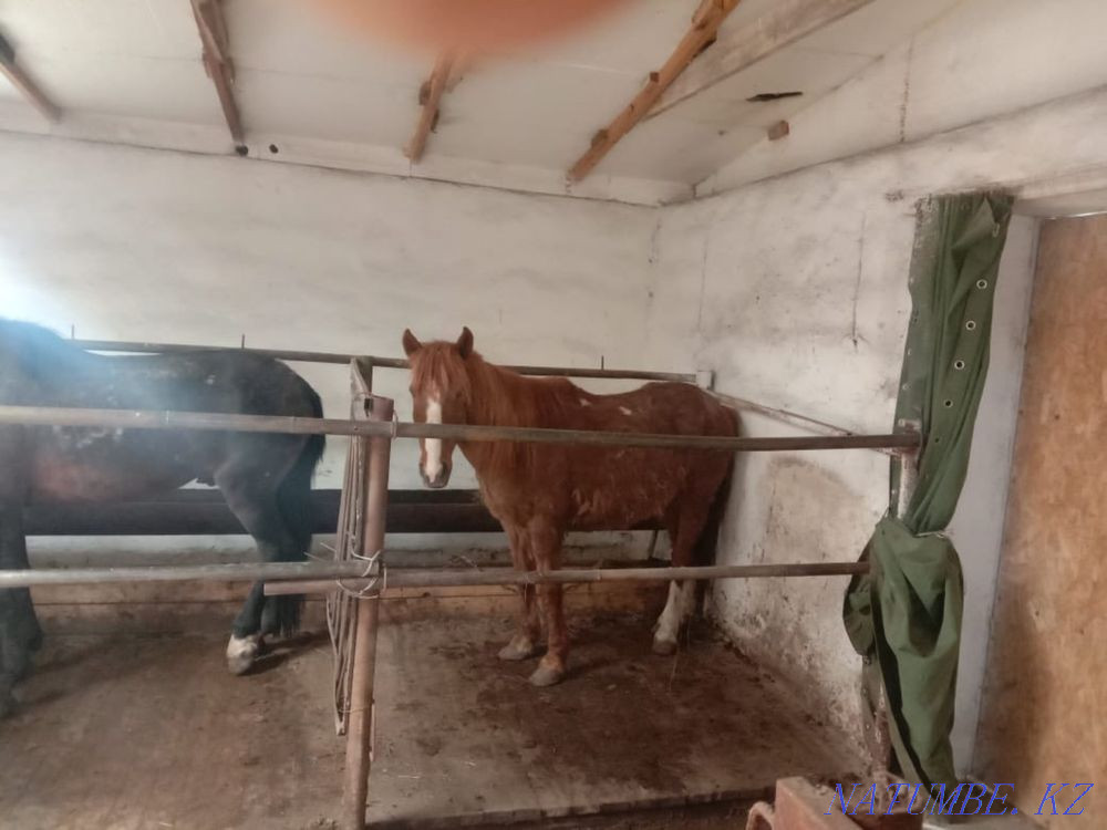 Борда?ыда турган жыл?ы сатылады/ продам лошадей с откорма  - изображение 3