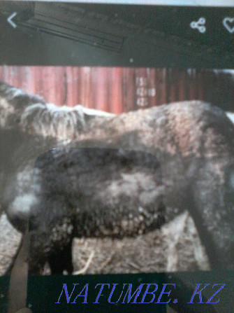 Fat horses from fattening Zhabagy 2 year old 1 year old Astana - photo 1