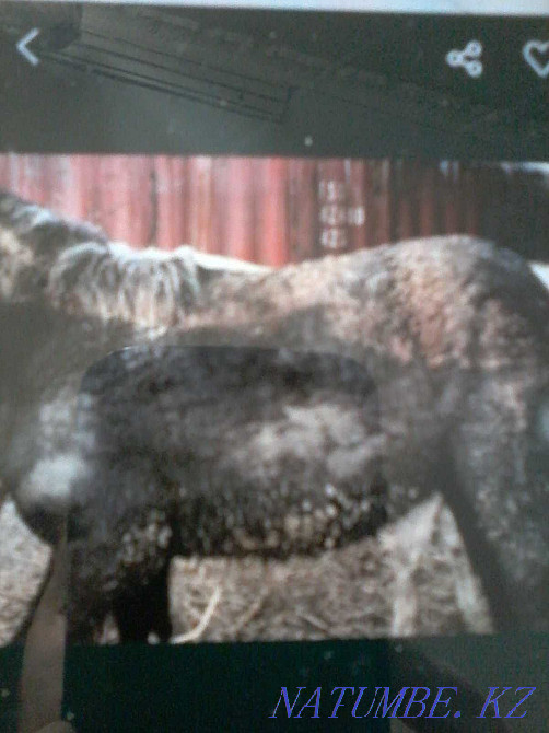Fat horses from fattening Zhabagy 2 year old 1 year old Astana - photo 1