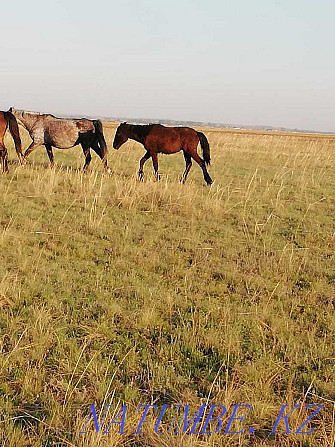 Zhabagy horses 2 years 390000, 1 year 350000, Biye 6 zhasta 800000 Volgodonovka Astana - photo 1