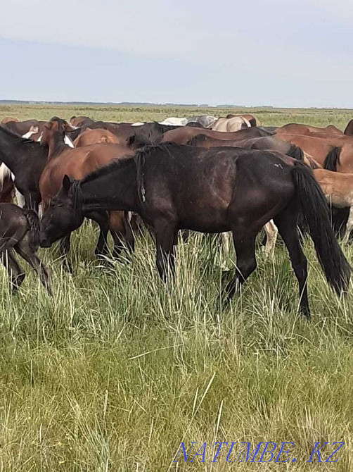 Horses Baital 2 years 450000, Thai 1 year-350000Bie 6 years 900000 Astana - photo 1