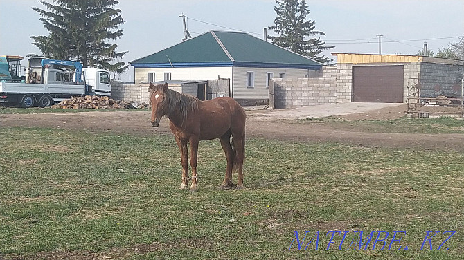 Three horses for sale Astana - photo 1