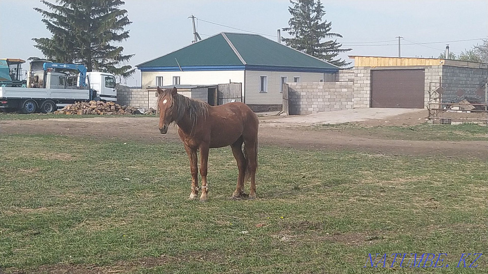 Three horses for sale Astana - photo 1