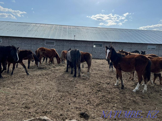 Продам лошадей Павлодар - изображение 2