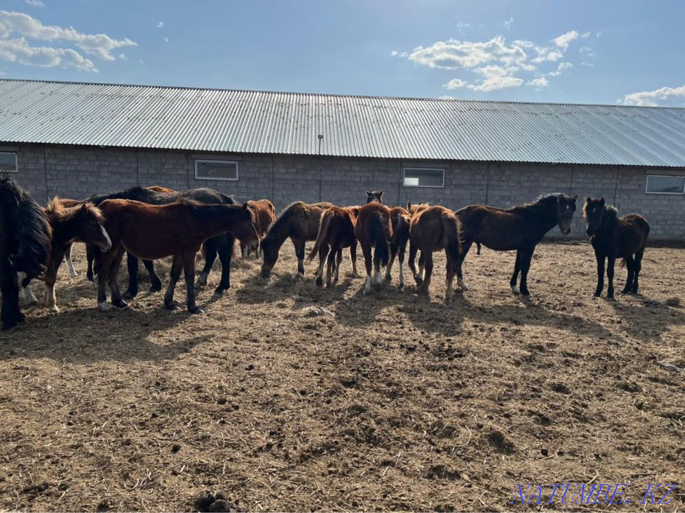 I will sell horses Pavlodar - photo 1