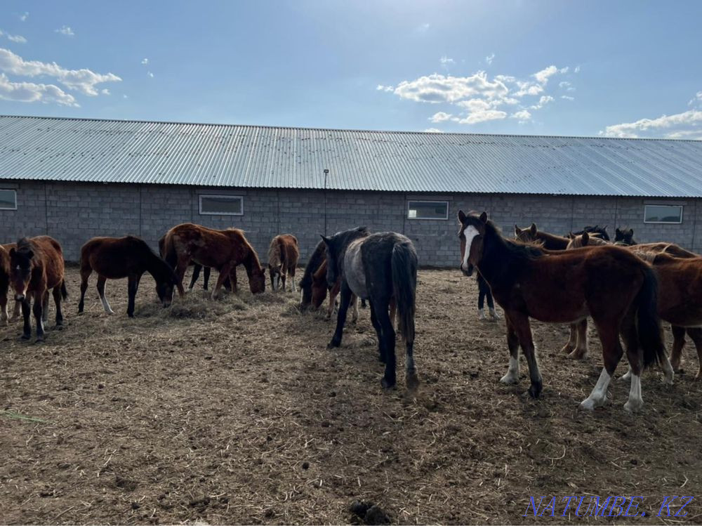 I will sell horses Pavlodar - photo 6