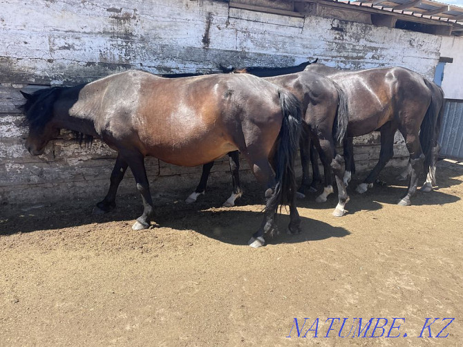 I will sell horses Karagandy - photo 8
