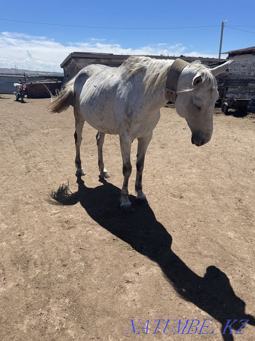 I will sell horses Karagandy - photo 6