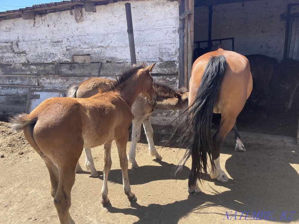 I will sell horses Karagandy - photo 5